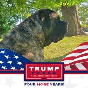 Meet your Posher, Dawn curtis